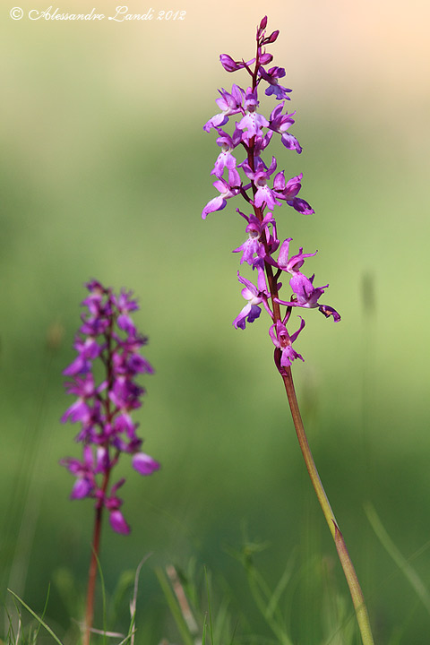 Orchis mascula - 06